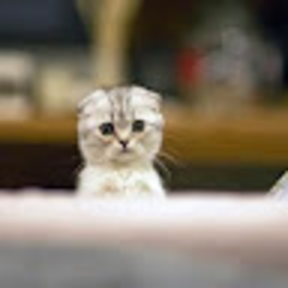 Meet your Posher, Margaret